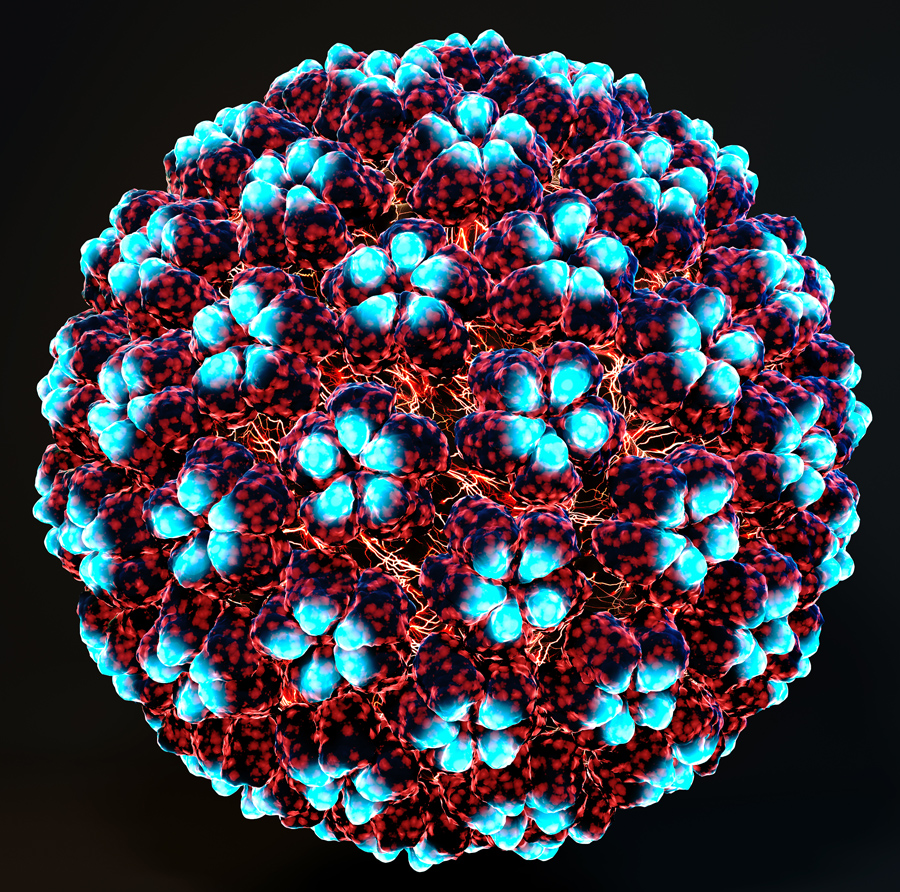human papillomavirus infection wart removal